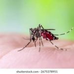 DBD Mengintai! 198 Kasus Tercatat di Kota Tasikmalaya