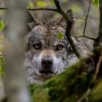 Malam Mencekam di Pangandaran: Ajag Meneror, Ratusan Ternak Berguguran”