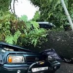 Cuaca Ekstrem di Tasikmalaya Pohon Tumbang di Sejumlah Titik